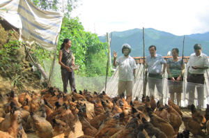 Đoàn công tác Sở LĐ – TBXH tỉnh kiểm tra mô hình gà thả đồi tại xóm Đồi II, xã Kim Tiến (Kim Bôi).